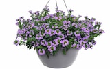 Fächerblumen-Ampel (Scaevola aemula) von Frisch aus unserer Gärtnerei für 17,99 € bei Pflanzen Kölle im Angebot Fächerblumen-Ampel (Scaevola aemula) von Frisch aus unserer Gärtnerei im aktuellen Pflanzen Kölle Prospekt