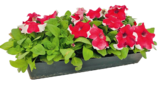 Plantes fleuries - Truffaut en promo chez Truffaut Pantin à 3,99 €
