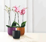 Orchidée 2 tiges en promo chez U Express Orchidée 2 tiges dans le catalogue U Express