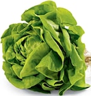 Aktuelles Kopfsalat mit Wurzel Angebot bei Netto Marken-Discount in Hamburg ab 1,00 €