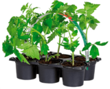 Promo Plants de tomates à 4,29 € dans le catalogue Norma à Eckbolsheim