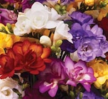 Freesien-Mischung 'Aromatica' Angebote bei Dehner Garten-Center Unna für 8,99 €