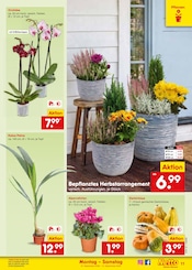 Ähnliche Kakteen Angebote im Prospekt "Aktuelle Angebote" von Netto Marken-Discount in Münster Ähnliche Angebote wie Kakteen im Prospekt "Aktuelle Angebote" auf Seite 17 von Netto Marken-Discount in Münster