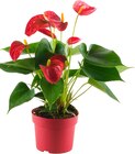 Flamingoblume Angebote von REWE Beste Wahl bei REWE Bensheim für 4,99 €