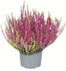 toom Baumarkt Lübben - Knospenheide Angebot im Prospekt Knospenheide bei toom Baumarkt im Lübben Prospekt für 2,59 €