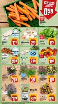 Pflanzen im aktuellen REWE Prospekt (Nürnberg) Pflanzen im REWE Prospekt "Dein Markt" mit 28 Seiten (Nürnberg)