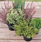 HERBSTPFLANZEN-MIX im Angebot bei Wreesmann in Aurich HERBSTPFLANZEN-MIX Angebote bei Wreesmann Aurich für 7,99 €