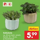 Sukkulente für 5,99 € bei Netto Marken-Discount im Angebot Sukkulente im aktuellen Netto Marken-Discount Prospekt