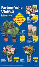 Lidl Pampasgras im Prospekt 