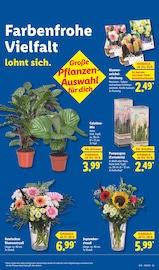 Zimmerpflanzen im Lidl Prospekt in München Aktueller Lidl Prospekt mit Zimmerpflanzen, "LIDL LOHNT SICH", Seite 65