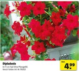 Hagebaumarkt - Dipladenie Angebot im Prospekt Dipladenie bei Hagebaumarkt im Prospekt "" für 4,99 €