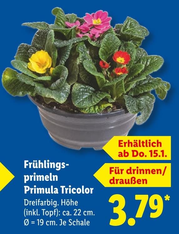 Frühlingsprimeln Primula Tricolor