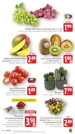 Aktueller EDEKA Prospekt mit Zimmerpflanzen, "Aktuelle Angebote", Seite 11
