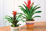 U Express Saint-Étienne - Promo Bromelias Promo Bromelias à 8,99 € dans le catalogue U Express à Saint-Étienne