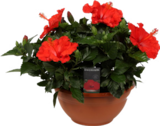Promo Coupe d'Hibiscus à 25,99 € dans le catalogue Botanic à Quetigny