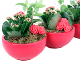 Succulentes saint-valentin en promo chez Norma Nancy à 8,99 €