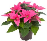 Stacheldrahtpflanze mit Glitzer im Angebot bei REWE in Kiel Stacheldrahtpflanze mit Glitzer Angebote von REWE Beste Wahl bei REWE Kiel für 1,99 €