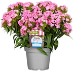 Nelke "Dash" für 7,79 € bei Penny im Angebot Nelke "Dash" im aktuellen Penny Prospekt