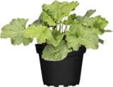Blüten- und Blattschmuckpflanzen Herbstzauber für 2,49 € bei Globus-Baumarkt im Angebot Blüten- und Blattschmuckpflanzen Herbstzauber im aktuellen Globus-Baumarkt Prospekt