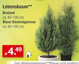 Lebensbaum Brabant für 4,49 € bei Zimmermann im Angebot Lebensbaum Brabant im aktuellen Zimmermann Prospekt
