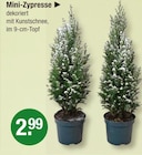 Mini-Zypresse für 2,99 € bei V-Markt im Angebot Mini-Zypresse im aktuellen V-Markt Prospekt