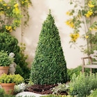 Buis pyramide dans le catalogue Carrefour