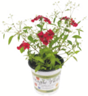 toom Baumarkt Wolfen - Zauberschnee „Diamond Frost“ Angebot im Prospekt Zauberschnee „Diamond Frost“ bei toom Baumarkt im Wolfen Prospekt für 3,59 €