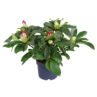 Rhododendron XXL en promo chez Carrefour Metz à 22,99 €