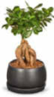 Bonsai Angebote bei Netto Marken-Discount Ibbenbüren für 9,99 €