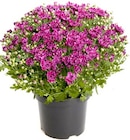 Chrysanthemen für 3,59 € bei Thomas Philipps im Angebot Chrysanthemen im aktuellen Thomas Philipps Prospekt