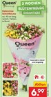 Kalanchoe Schnittblume im Angebot bei Netto Marken-Discount in Wunstorf Kalanchoe Schnittblume Angebote von Queen bei Netto Marken-Discount Wunstorf für 6,99 €