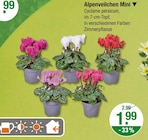 Alpenveilchen Mini für 1,99 € bei V-Markt im Angebot Alpenveilchen Mini im aktuellen V-Markt Prospekt