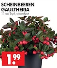 Wreesmann Zeitz - Scheinbeeren Angebot im Prospekt Scheinbeeren bei Wreesmann im Zeitz Prospekt für 1,99 €