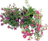 Zauberglöckchen Million Bells Angebote bei Hornbach Lüneburg für 1,99 €