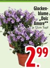 Glockenblume Dolc Amore Angebote bei EDEKA Germering für 2,99 €