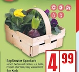 Bepflanzter Spankorb bei EDEKA im Hennigsdorf Prospekt für 4,99 €