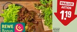 Aktuelle Gemüse Angebote bei REWE in Halle (Saale) Aktuelles Wurzelsalat »Salattrio« Angebot bei REWE in Halle (Saale) ab 1,19 €