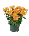 Chrysanthemen Mehrtriebler im Angebot bei Lidl in Würzburg Chrysanthemen Mehrtriebler Angebote bei Lidl Würzburg für 1,19 €