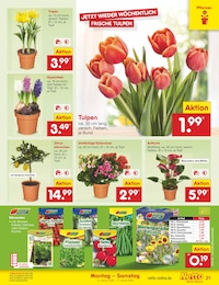 Netto Marken-Discount Zimmerpflanzen im Prospekt 