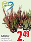 Calluna bei EDEKA im Teisnach Prospekt für 2,49 €