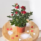 Rosier en promo chez Carrefour Rosier dans le catalogue Carrefour