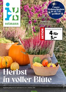Pflanzen im aktuellen Blumen Ostmann Prospekt (Bremen) Pflanzen im Blumen Ostmann Prospekt "Herbst in voller Blüte" mit 8 Seiten (Bremen)