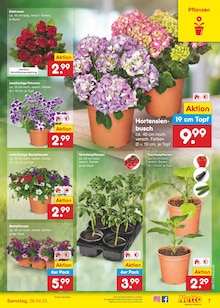 Pflanzen im aktuellen Netto Marken-Discount Prospekt (Duisburg) Pflanzen im Netto Marken-Discount Prospekt "Aktuelle Angebote" mit 58 Seiten (Duisburg)