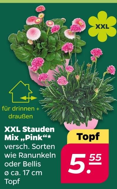 XXL Stauden Mix Pink