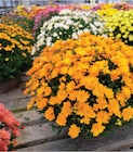 Intermarché Super Râches - Promo Chrysanthème pompon coupe 25 cm unicolore ou multicolore Promo Chrysanthème pompon coupe 25 cm unicolore ou multicolore à 7,99 € dans le catalogue Intermarché Super à Râches