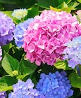 Hortensie bei ZG Raiffeisen im Prospekt "" für 27,99 €