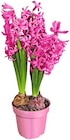 Penny Ludwigsfelde - Hyazinthe Angebot im Prospekt Hyazinthe bei Penny im Ludwigsfelde Prospekt für 1,39 €