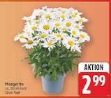 Margerite im aktuellen E center Prospekt