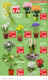 Aktueller Kaufland Prospekt mit Tulpen, "KNÜLLER", Seite 9