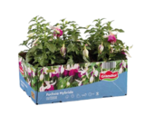 Aktuelles Fuchsien hängend oder stehend Angebot bei Lidl in Gelsenkirchen ab 3,99 €